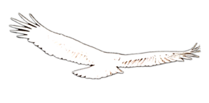 flying eagle silhouette