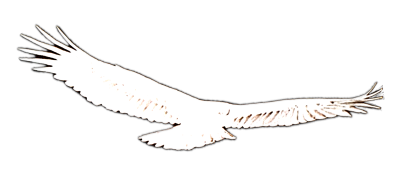 flying eagle silhouette